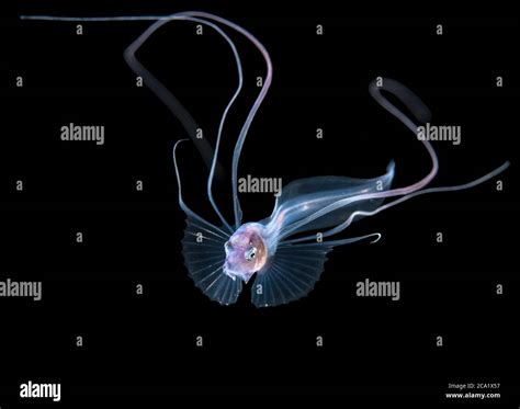 Acanthonus hi-res stock photography and images - Alamy