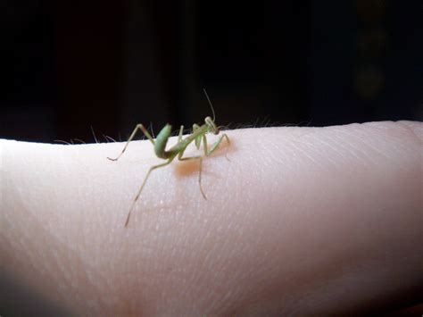 Baby Praying Mantis | Wallpapers Gallery