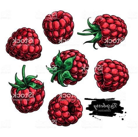 Image result for Raspberry Drawing Vector