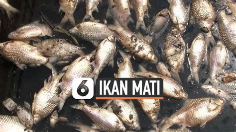 Air Tercemar, Ribuan Ikan di PLTA Timo Semarang Mati - liputan6.com