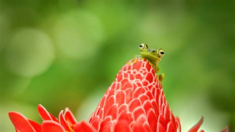 Bing Frog Wallpaper 的图像结果