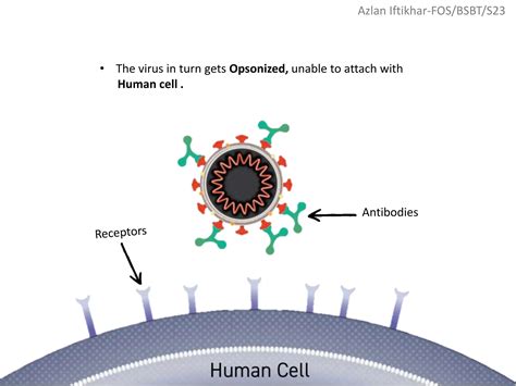 Image result for How Immunity Sytem Work Against Virus Downloadable