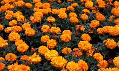 Monsoon Flower: पावसाळ्यात घराच्या बगिच्यात फुलवा 'या' फुलांची बाग ...