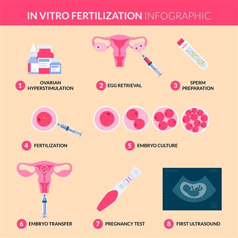 IVF Process Step by Step 的图像结果