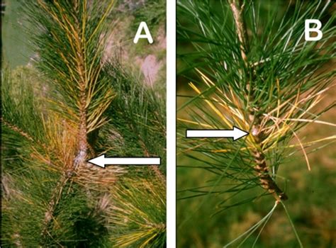 Pine Tree Turning Yellow – Causes and Solutions – Abana Homes
