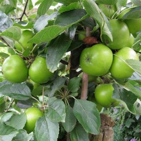 Ber Apple / Indian Jujube / Ilanthapazham (Grafted) (Ziziphus mauritia ...