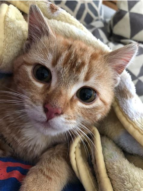 Almost 5 years in and he is still terrified of me - Pikelet Ronald ...