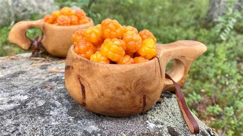 Cloudberries are the real gold of Lapland