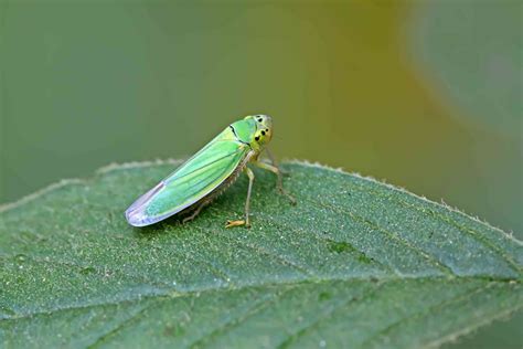 What Are Little Green Bugs Attracted To Light | Americanwarmoms.org