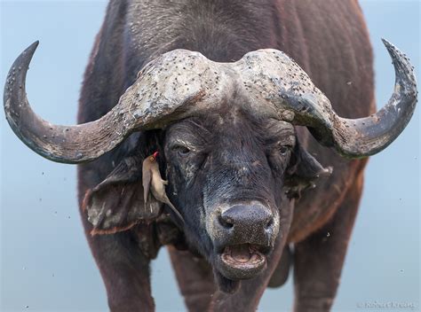 Portrait of african water buffalo - Robert Kreinz Nature Photography