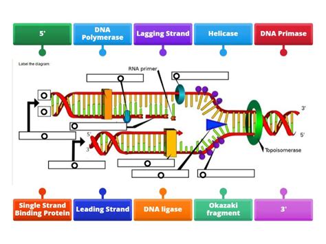 DNA Replication Figure 的图像结果