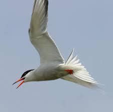 Explain Fork-tailed seabird (4) using the Crossword Dictionary at ...