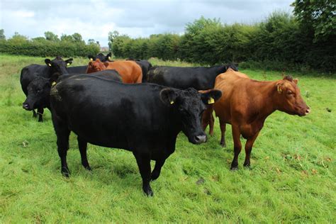 Black or red Aberdeen Angus cattle? The choice is yours - Agriland.ie