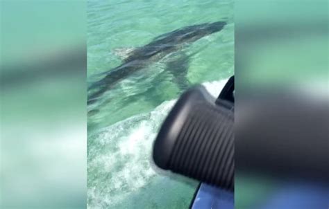 Image result for Python Attacks Jet Skier