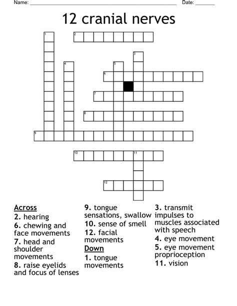 Cranial Nerves Crossword - WordMint