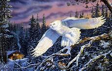 Winter Snowy Owl Wallpaper by Snowy Owl Hd Wallpaper Background Image 2570x1645 Id Winter Snowy Owl Wallpaper