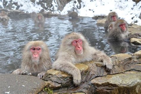 Snow Monkey and Obuse from Nagano (with Reviews)