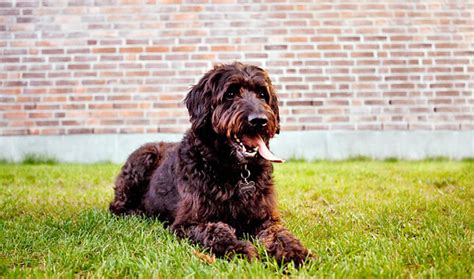 Image result for Labradoodle