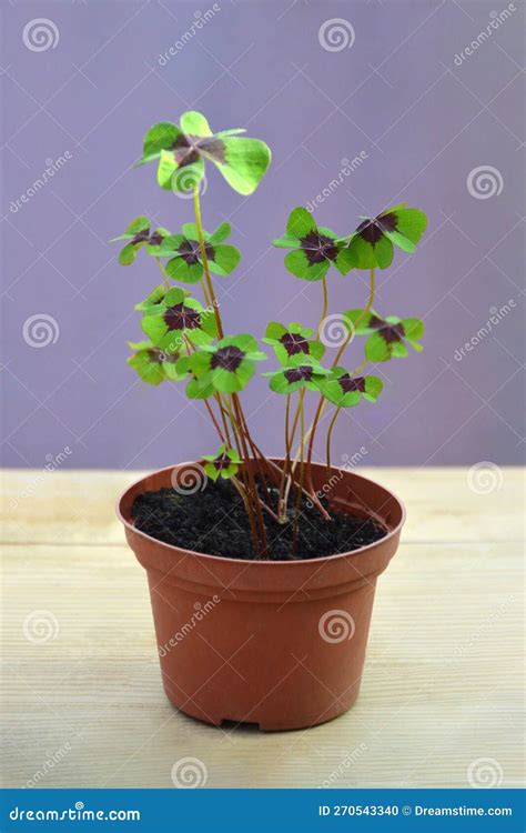 Four-leaf Clovers (Oxalis Tetraphylla) Plant in the Pot Stock Photo ...