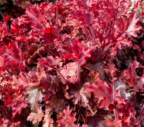 Melting Fire Coral Bells Heuchera Red Purple Glowing Drought, 35+ Seed ...