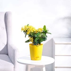 UGAOO Ixora Plant Price in India - Buy UGAOO Ixora Plant online at ...