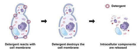 ReadiUse™ Yeast Cell Lysis Buffer *5X* | AAT Bioquest