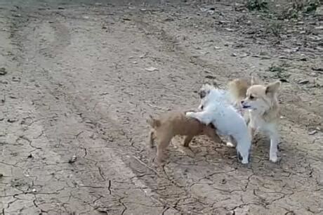 两只中华田园犬打架，狗妈妈帮谁都犯难，急的在一旁不停的劝架
