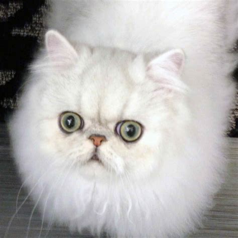 Resimli Kedi Cinsleri