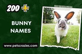 Image result for Pink Bunny Names