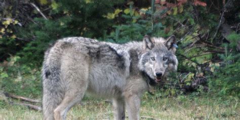 Image result for Wolves Survival