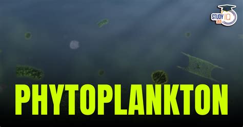 Phytoplankton: Definition, Types, Examples and Facts