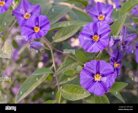 Purple flowers of Solanum rantonnetii. the blue potato bush or Paraguay ...