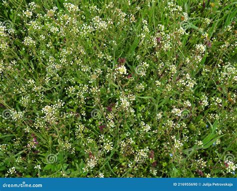 Shepherd S Purse Plant in the Meadow. Capsella Bursa-pastoris. Meadow ...