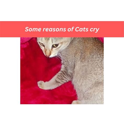 Do you want to know the main reasons of cats cry?
