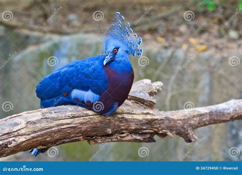 Victoria Crowned Pigeon or Goura Victoria Stock Photo - Image of avian, majestic: 34729450