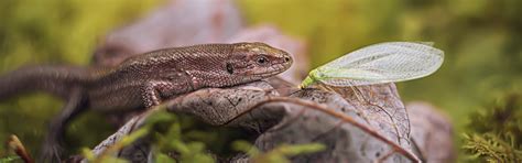 Download wallpaper autumn, macro, nature, sheet, moss, lizard, insect ...