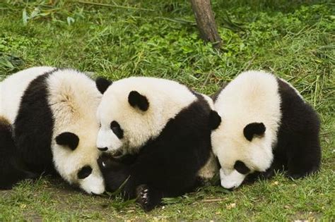 熊猫的特点是什么？_百度知道