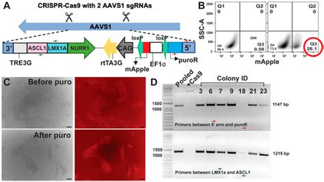 Cells | Special Issue : State of the Art in Stem Cell Culture for ...