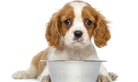 Cavalier King Charles Spaniel Lifespan: How Long Do They Live? - A-Z Animals