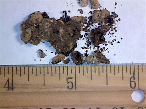 Image result for Identifying Bird Poop