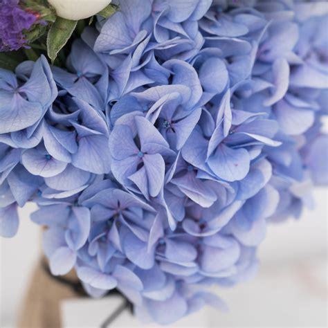 Blue Gardenia – The Flora