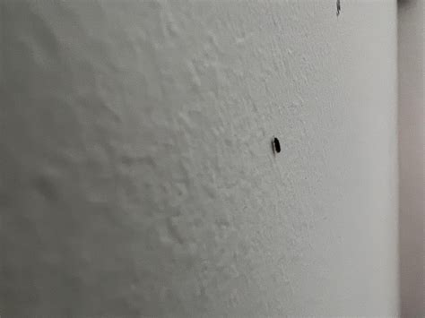 Hundreds of tiny winged hopping bugs on window screens : r/whatsthisbug