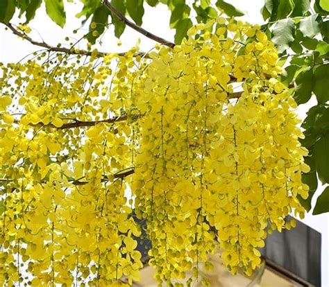 Creative Farmer Golden Shower Tree Seed, Cassia Fistula, Indian ...