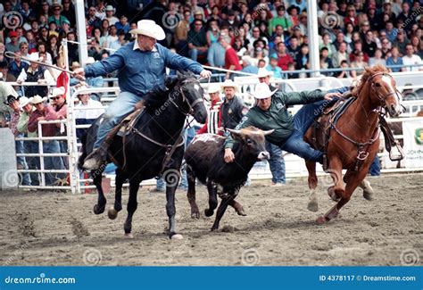 Image result for Team Roping Rodeo