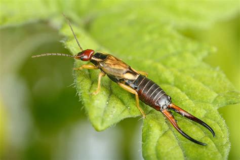 9 Ways to Prevent and Get Rid of Earwigs—For Good - Garden Betty