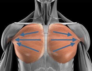 Build A Stronger & Bigger Chest With 3 Simple Changes - MYPROTEIN™