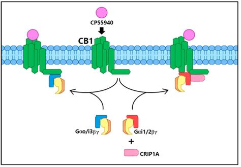 Cannabinoid Receptor Interacting Protein 1a (CRIP1a) in Health and Disease