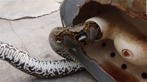 Image result for Python Attacks Woman