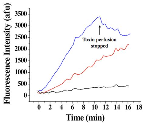 Imperatoxin A, a Cell-Penetrating Peptide from Scorpion Venom, as a ...