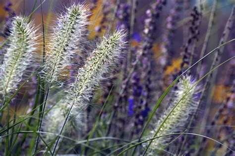 Grass Grasses Ornamental Grass Plant Free Stock Photo - Public Domain ...